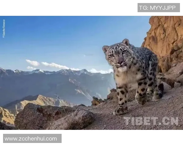 天山雪豹与四川的生态对决探秘自然保护与生物多样性的重要性 天山雪豹与四川的生态对决探秘自然保护与生物多样性的重要性